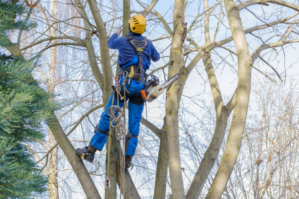 Reliable Southmont, PA Tree Services Solutions