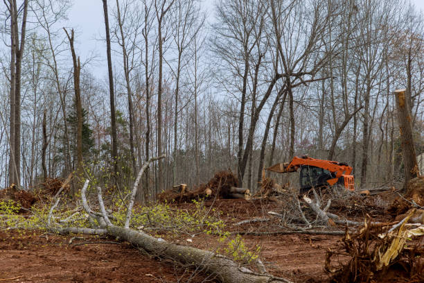 Best Tree Preservation Services  in Southmont, PA