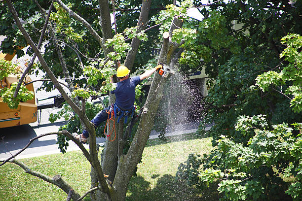 Lawn Edging in Southmont, PA